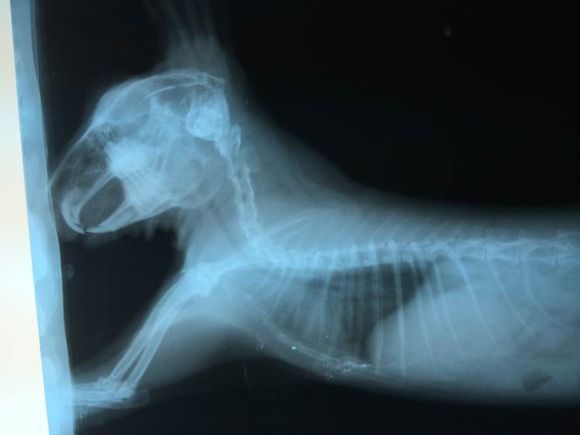 曾经差点病死，两年后可爱得不得了，我是这样养好兔子的