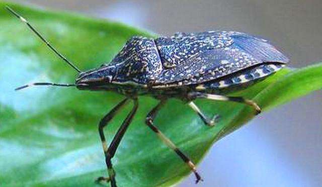 在农村不敢惹的动物,家里出现这几种虫子你千万不要碰