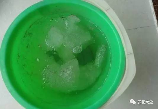 雪水、食盐、白糖、维生素，能让花枝繁叶茂，你信不信？