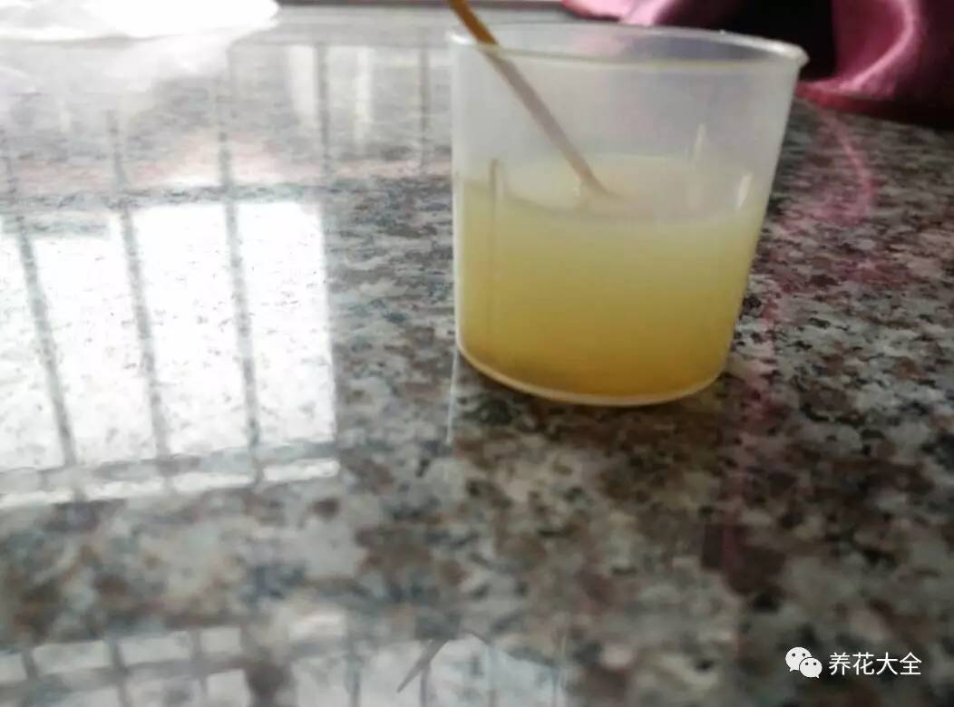 雪水、食盐、白糖、维生素，能让花枝繁叶茂，你信不信？