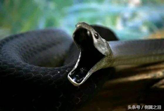 黑曼巴蛇属于哪种蛇类,黑曼巴是蛇类中毒性最强的吗