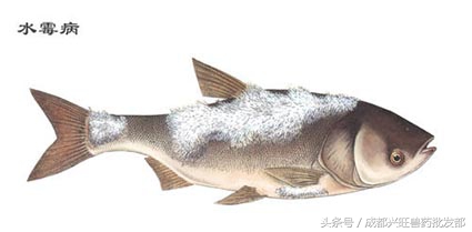 鱼菜共生的鱼有水霉病怎么办,鱼缸里鱼得了水霉病怎么治疗