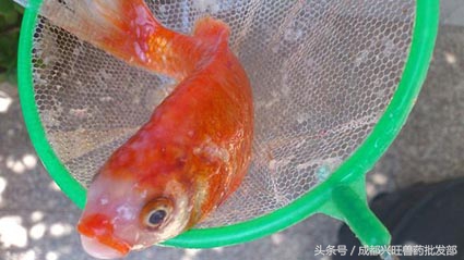 鱼菜共生的鱼有水霉病怎么办,鱼缸里鱼得了水霉病怎么治疗