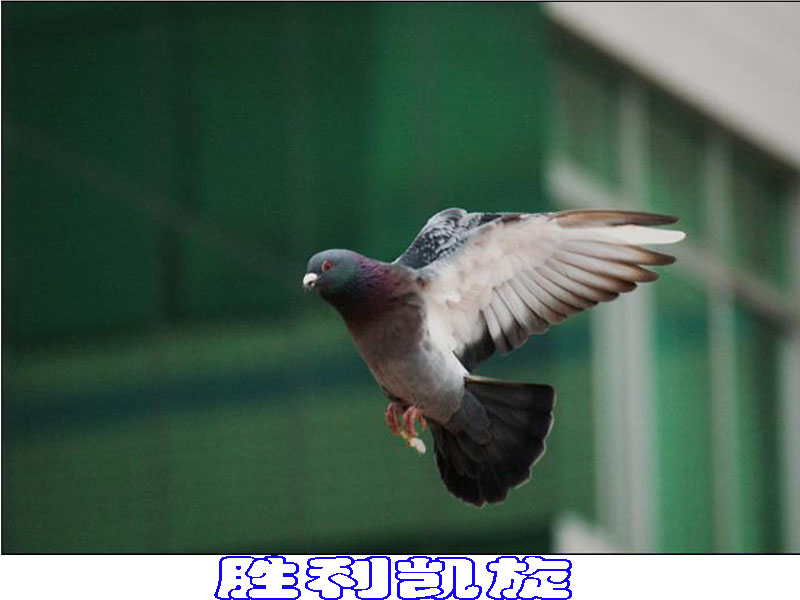 信鸽比赛全过程记录,信鸽比赛归巢全过程视频