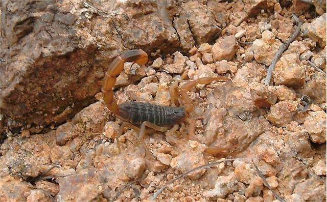 在农村不敢惹的动物,家里出现这几种虫子你千万不要碰