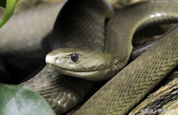 黑曼巴蛇属于哪种蛇类,黑曼巴是蛇类中毒性最强的吗