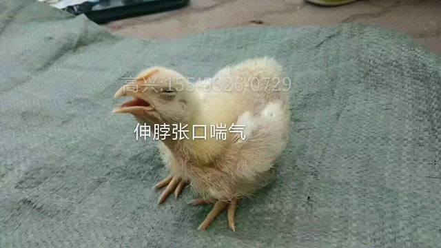 左肺支气管堵塞严重能治愈吗,支气管堵塞怎么快速消除