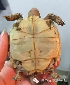 其实原因,其实所有的问题都源来于自身问题