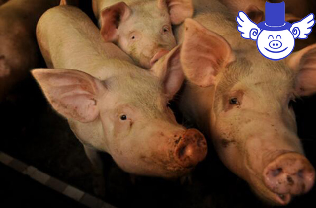 猪流感最佳预防方法,猪流感最好的偏方