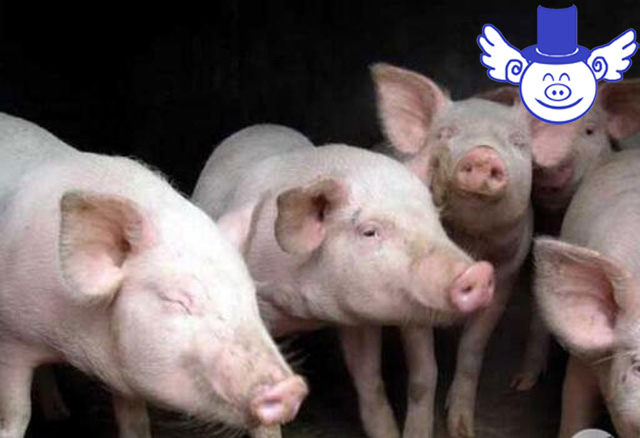 猪流感最佳预防方法,猪流感最好的偏方