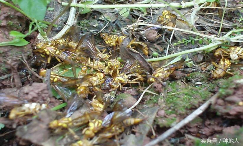 柑橘大实蝇虫害造成的原因,柑橘大实蝇发生规律