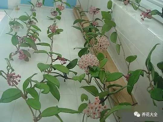 发财树的土养不活绿萝,养了几年的绿萝为什么没有根