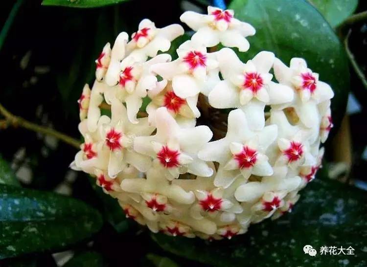 发财树的土养不活绿萝,养了几年的绿萝为什么没有根