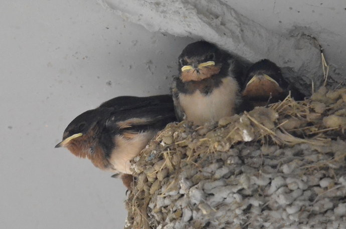 燕子窝掏烂了家里会不会有报应,燕子窝被别人破坏了对我家人好吗