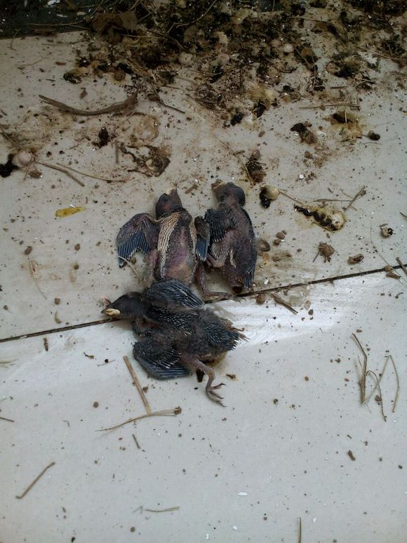 燕子窝掏烂了家里会不会有报应,燕子窝被别人破坏了对我家人好吗