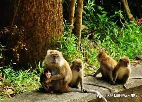 2016旅行者之选奖得主，马来西亚绿中海度假村