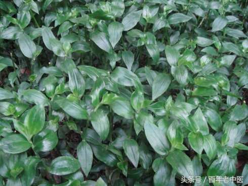 中医治疗女性尿频尿急的秘方,夜尿多中医方子