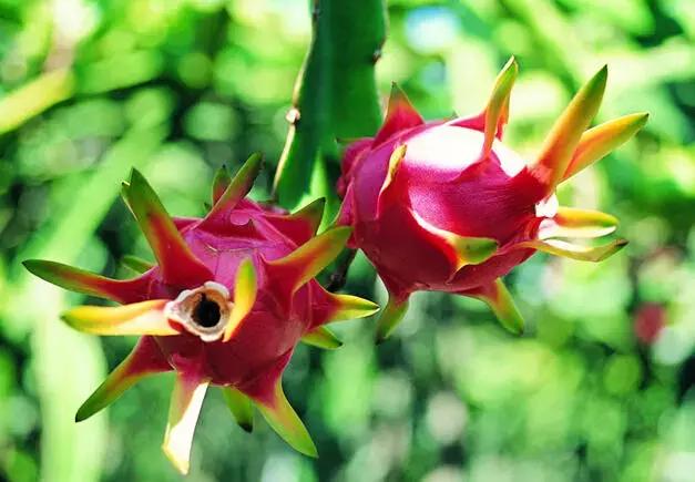 上班族眼睛干涩疲劳吃什么水果,眼睛疲劳最怕三种水果