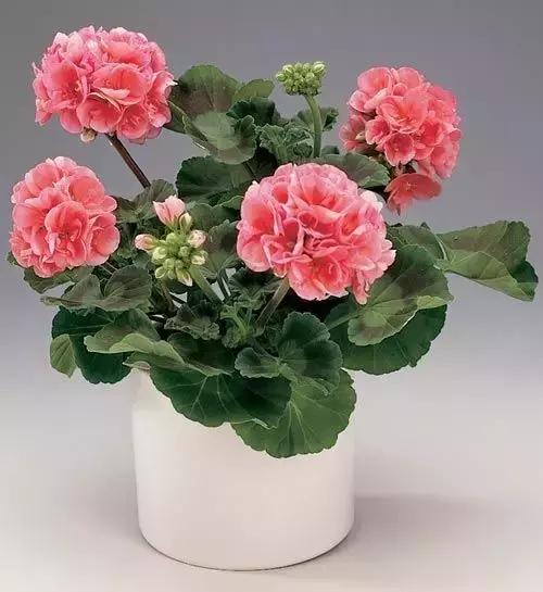 天竺葵不开花怎么办视频,天竺葵开花施什么肥