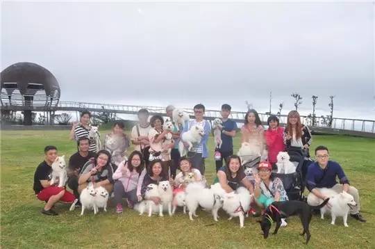 狗狗洗澡没吹干生病了怎么办,狗狗生病了舔自己是什么原因