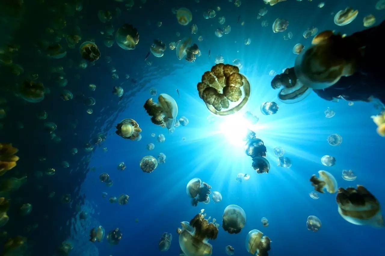 对中国免签或落地签的海岛,最新出国旅游的海岛免签