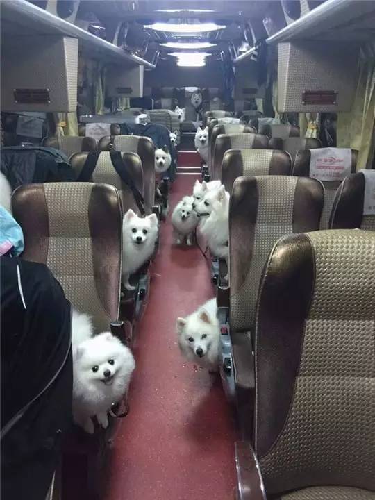 狗狗洗澡没吹干生病了怎么办,狗狗生病了舔自己是什么原因