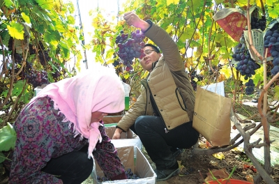 300余位爱心人士为永登“一月红提”找“下家”3天帮老乡卖出红提葡萄1万余斤