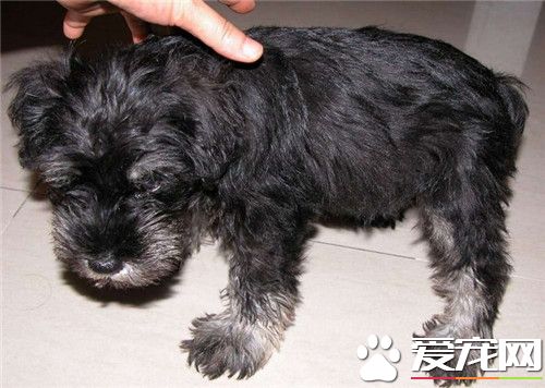 迷你雪纳瑞护食吗,迷你雪纳瑞有立耳吗