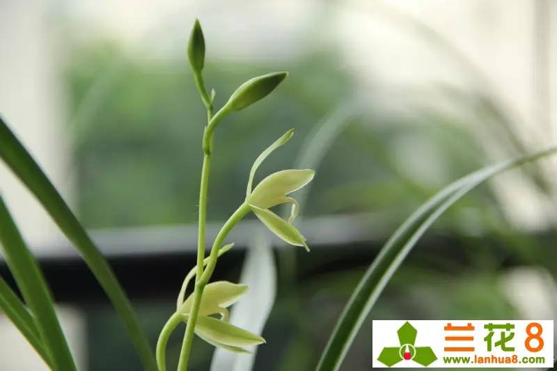 鍒濊瘑鍏拌姳,鍒濊瘑姝﹀し宀╄尪