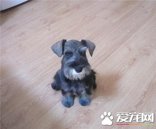 迷你雪纳瑞护食吗,迷你雪纳瑞有立耳吗