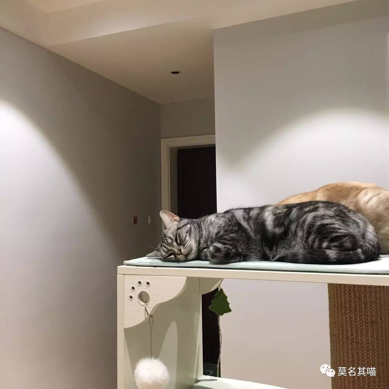 被糊一脸也绝不屈服！菠萝*药嗑**记