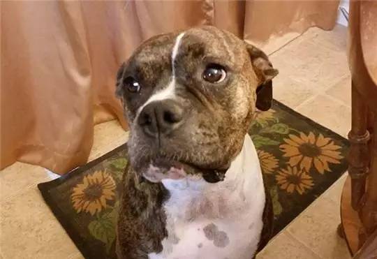 狗狗洗澡没吹干生病了怎么办,狗狗生病了舔自己是什么原因