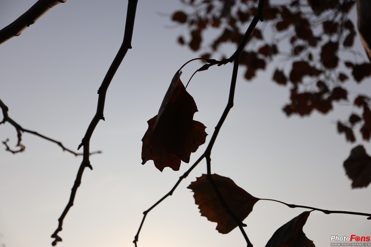 无反大变焦18-150mmf/3.5-6.3镜头评测