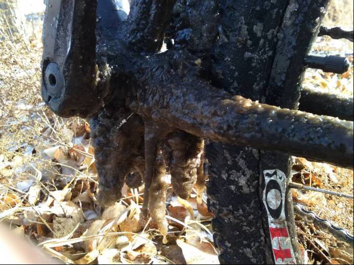 山东猪坚强,猪坚强512