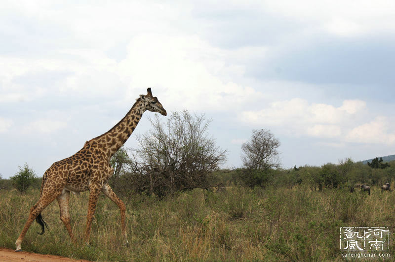 2021年东非动物大迁徙全程直播,东非草原野生动物大迁徙