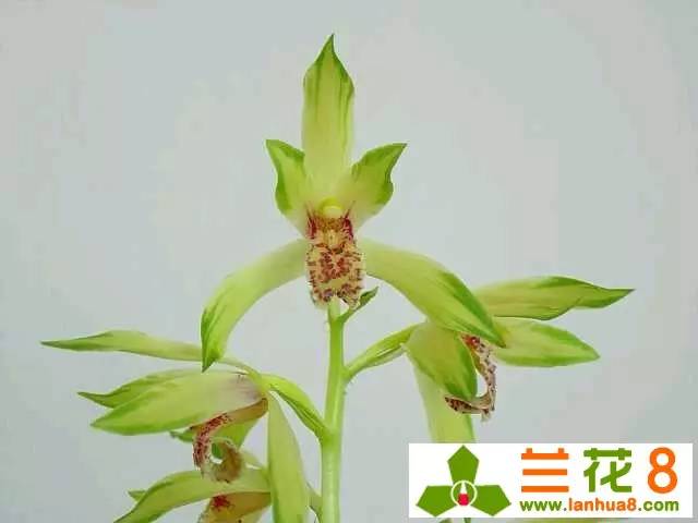 鍒濊瘑鍏拌姳,鍒濊瘑姝﹀し宀╄尪