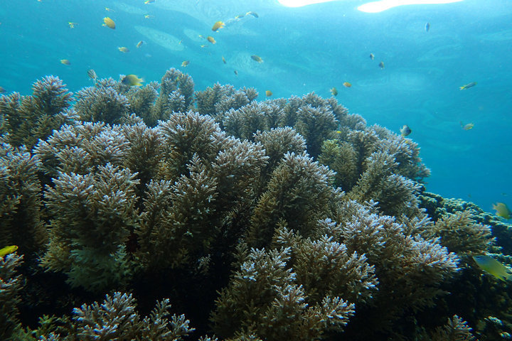 帕劳怎么玩,我来教你怎么玩打野