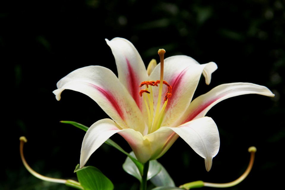 30种小植物,有大作用却很少有人知道的植物