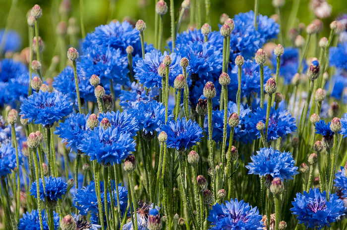 30种小植物,有大作用却很少有人知道的植物