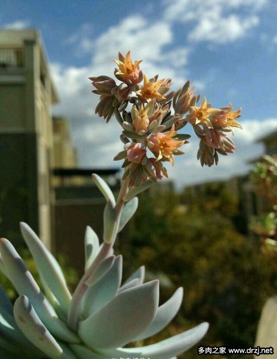 多肉品种是怎么杂交出来的,跨物种杂交成功的有哪些
