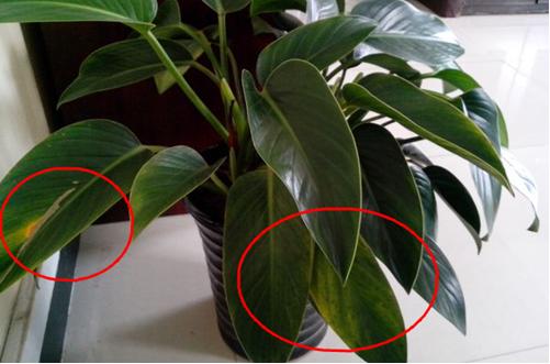 绿钻叶子发黑发烂怎么办,绿钻水培叶子发黄