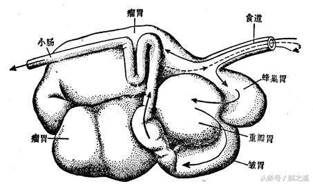 牛肚的部位分解图和吃法,牛肚养胃的做法