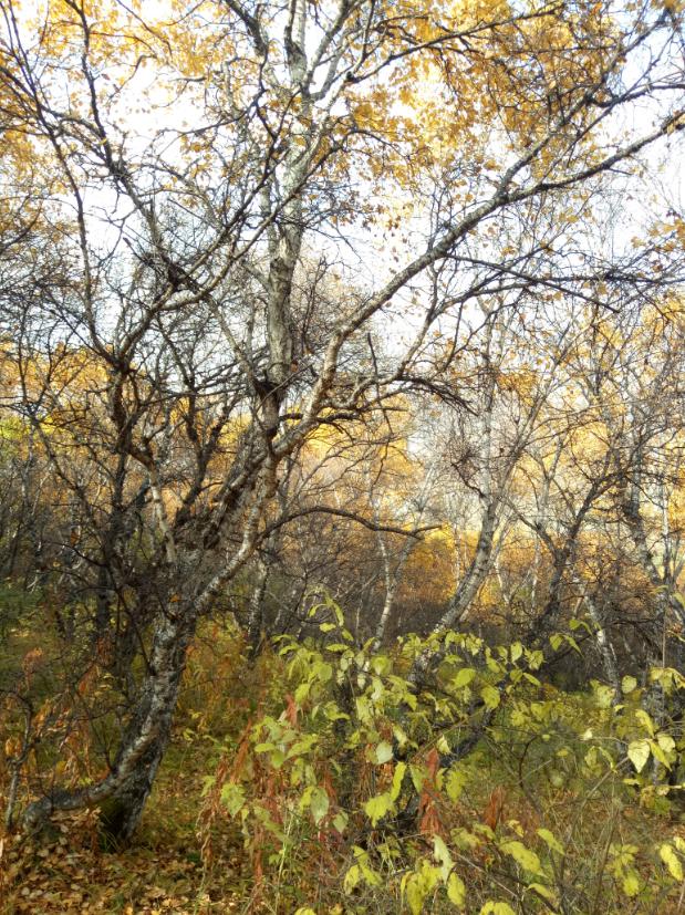 张北的草原天路之旅,张北天路攻略