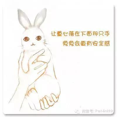 如何让兔兔躺在你怀里,如何让兔兔愿意让你抱