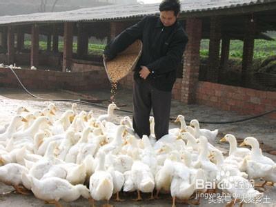 农村种什么果树赚钱快又好养,三农种植致富技术果树