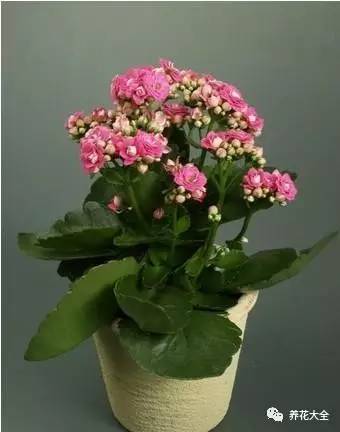 发财树的土养不活绿萝,养了几年的绿萝为什么没有根