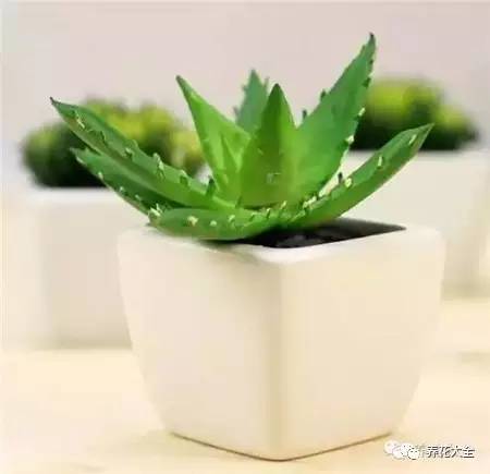 发财树的土养不活绿萝,养了几年的绿萝为什么没有根