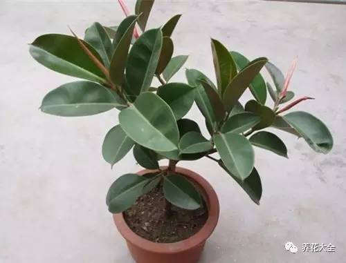 发财树的土养不活绿萝,养了几年的绿萝为什么没有根