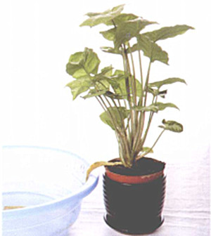 养花长时间没人浇水怎么办,盆栽没浇水枯萎了怎么办