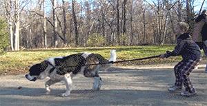 狗狗一牵引就不动怎么办,狗狗一撒手就叫不回来怎么办